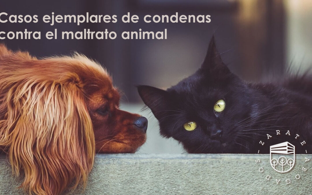 Condenas ejemplares contra el maltrato animal