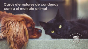 Casos ejemplares de condenas contra el maltrato animal