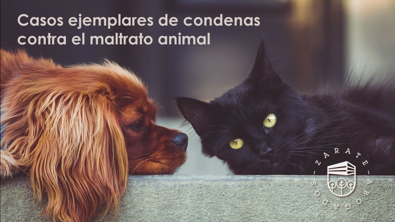 Casos ejemplares de condenas contra el maltrato animal