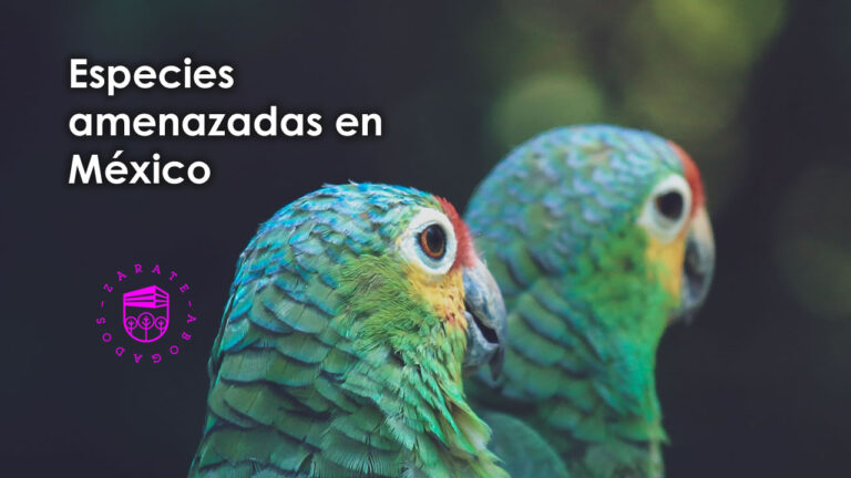 Especies amenazadas en México
