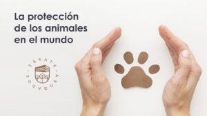 La protección de los animales en el mundo