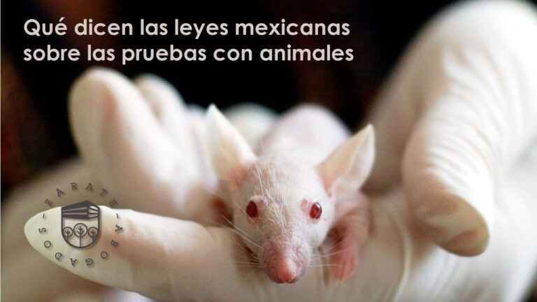 Qué dicen las leyes mexicanas sobre las pruebas con animales