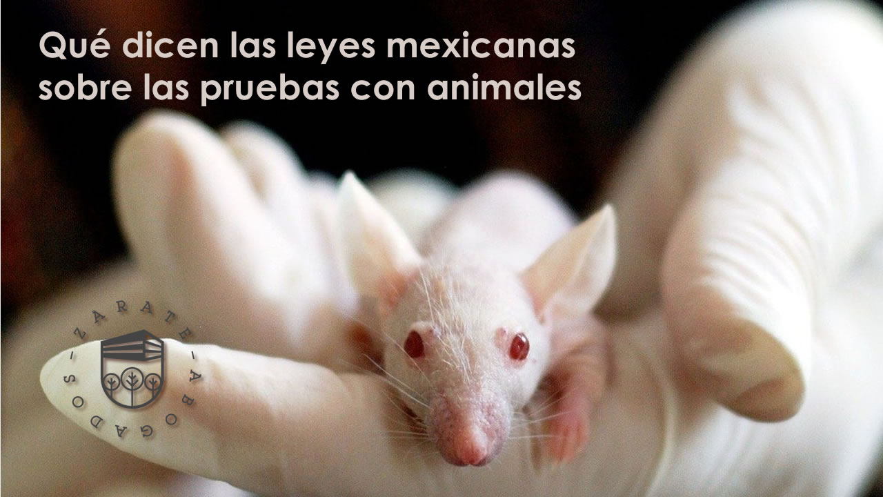 Qué dicen las leyes mexicanas sobre las pruebas con animales