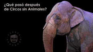 ¿Qué pasó después de Circos sin Animales?