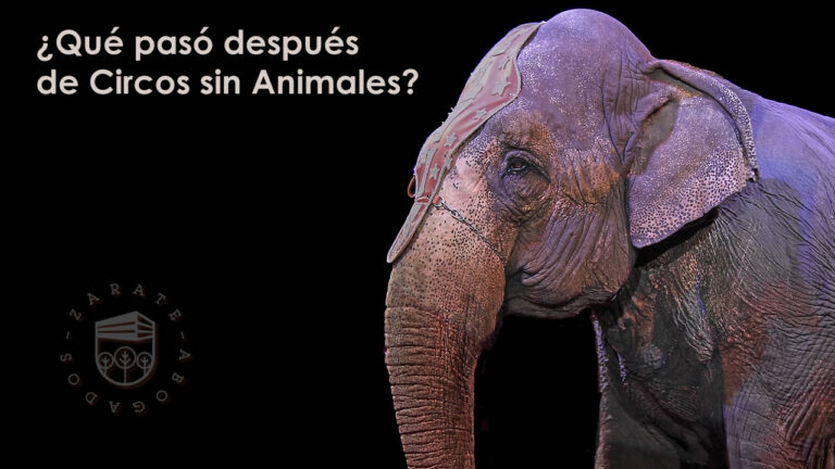 ¿Qué pasó después de Circos sin Animales?