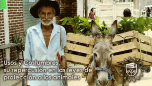 Usos y Costumbres, su repercusión en las leyes de protección a los animales