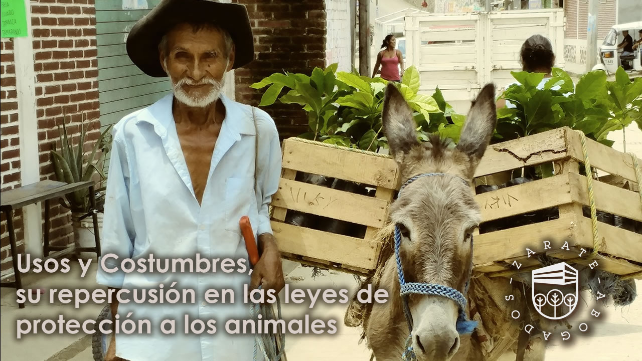 Usos y Costumbres, su repercusión en las leyes de protección a los animales
