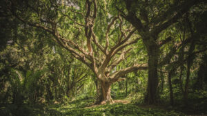 cambio de uso de suelo en terrenos forestales
