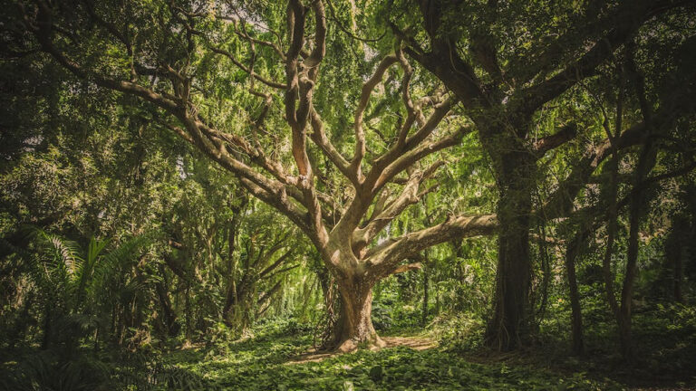 cambio de uso de suelo en terrenos forestales